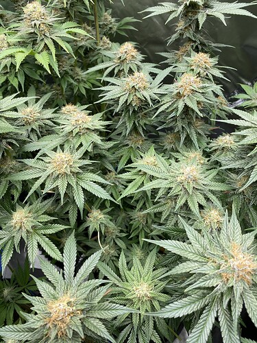 Growreport Bild 9