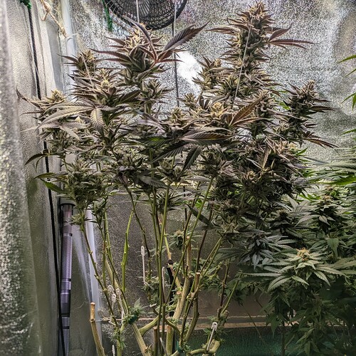 Growreport Bild 6