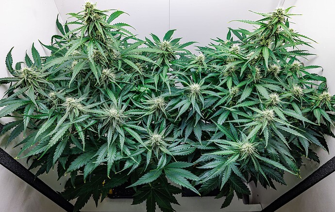 Growreport Bild 4