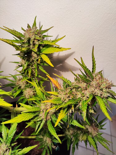 Growreport Bild 2
