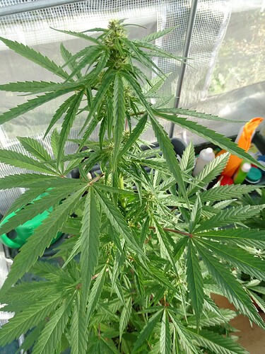 Growreport Bild 6