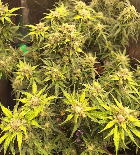 Growreport Bild 17