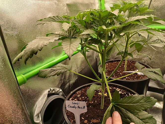 Growreport Bild 1