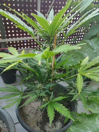 Growreport Bild 3