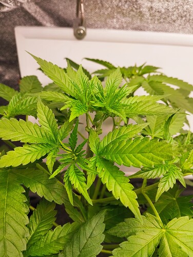 Growreport Bild 12