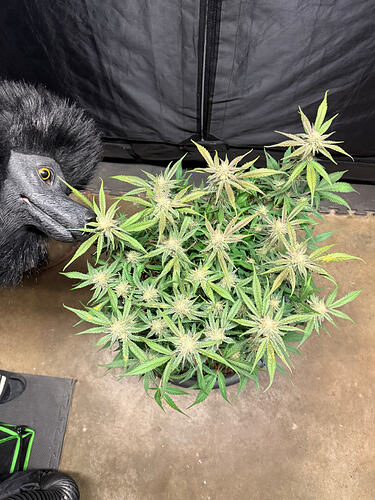 Growreport Bild 20