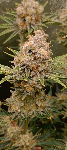 Growreport Bild 7