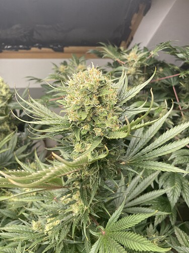 Growreport Bild 4