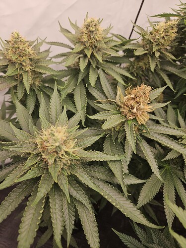 Growreport Bild 5