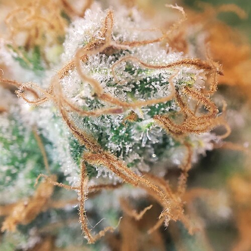 Growreport Bild 59