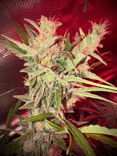 Growreport Bild 7