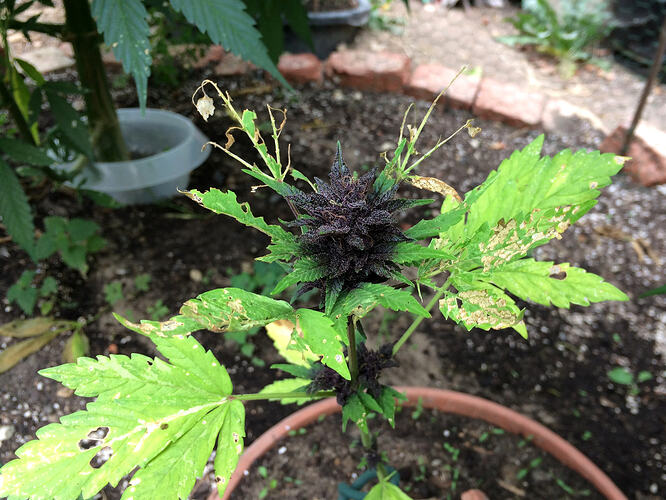 Grow26090410