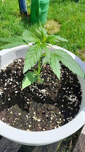Growreport Bild 32