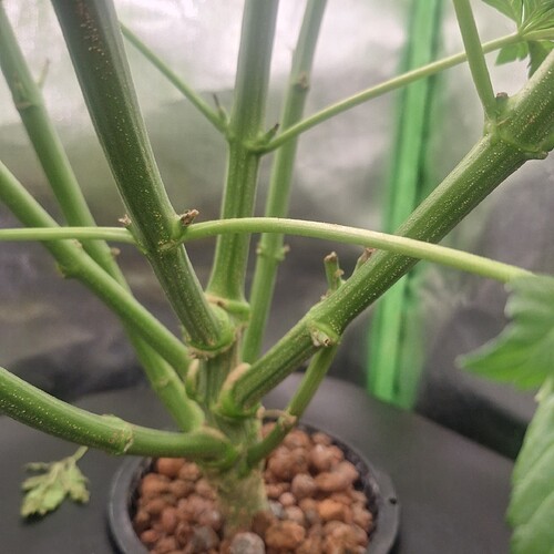 Nahaufnahme des Stiels einer Cannabispflanze mit mehreren Verzweigungen und kleinen Blattansätzen.