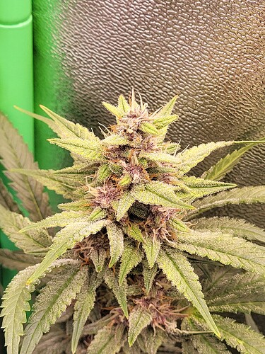 Growreport Bild 9