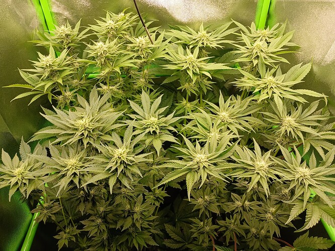 Growreport Bild 27