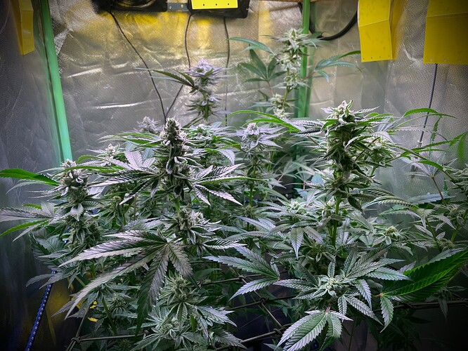 Growreport Bild 4