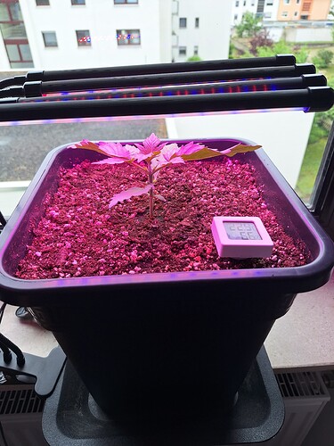 Growreport Bild 4