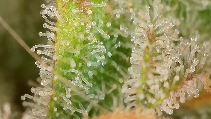 Growreport Bild 46