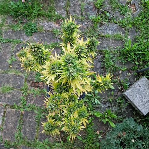 Growreport Bild 2
