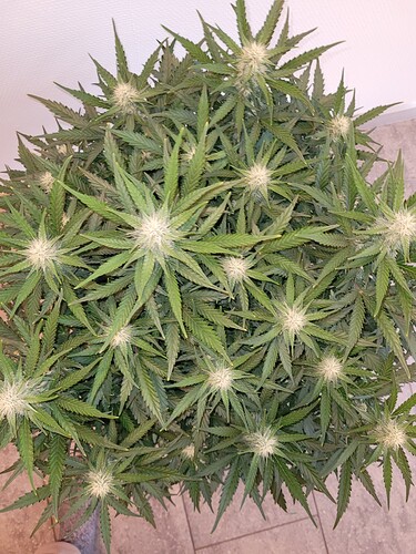 Growreport Bild 2