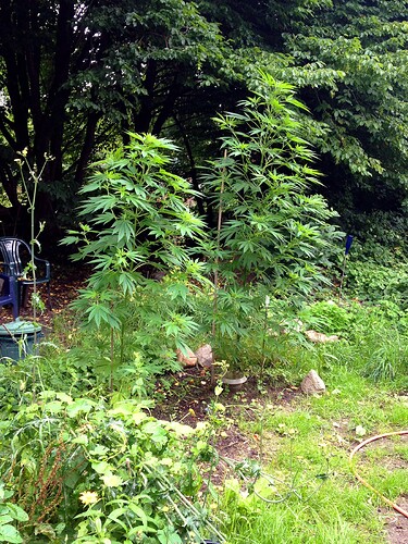Growreport Bild 1