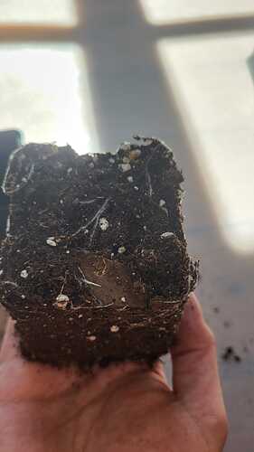 Growreport Bild 28