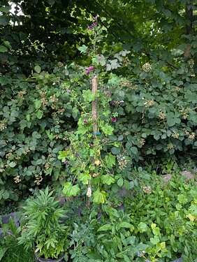 PXL_20250625_183609652