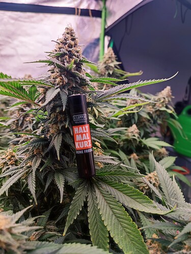 Growreport Bild 18