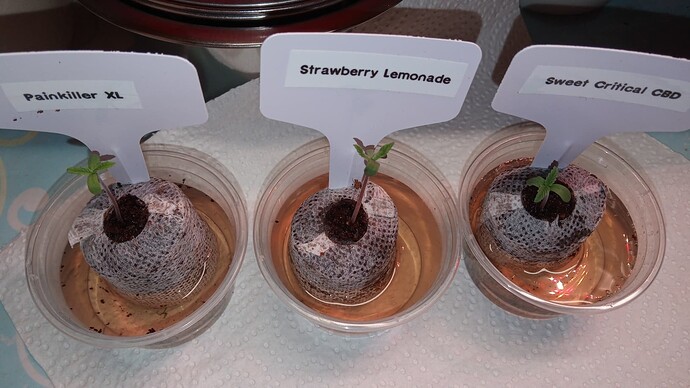 Growreport Bild 21