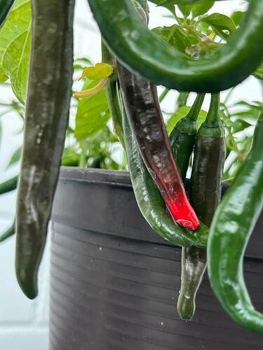 Growreport Bild 25