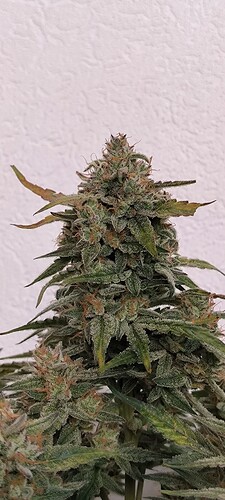 Growreport Bild 2