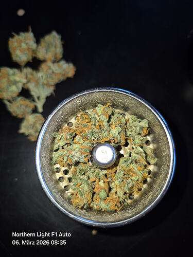 Nahaufnahme eines Grinders gefüllt mit zerkleinerten Cannabis-Buds, daneben liegen weitere getrocknete Buds auf schwarzem Untergrund.