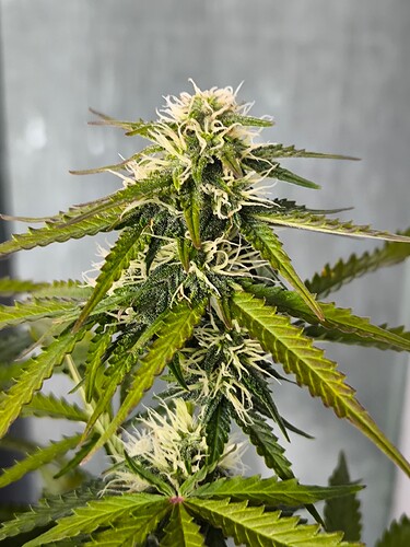 Growreport Bild 17