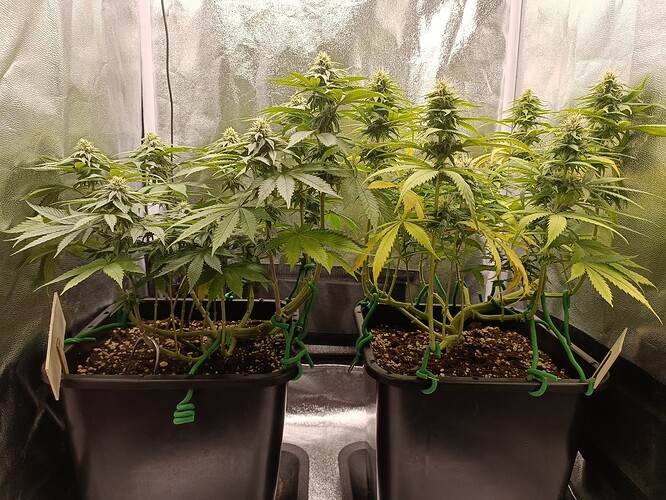 Growreport Bild 30