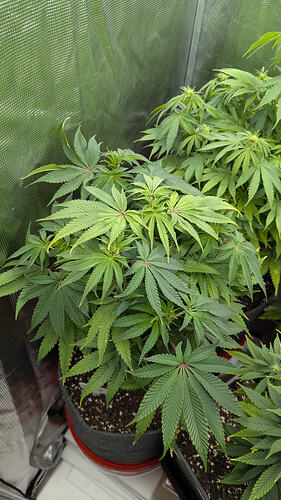 Growreport Bild 2