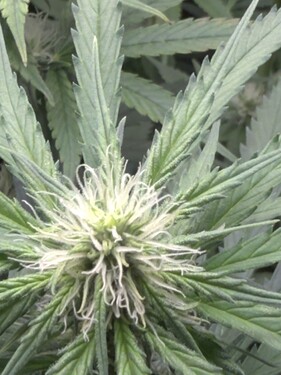 Growreport Bild 5