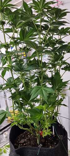 Growreport Bild 22