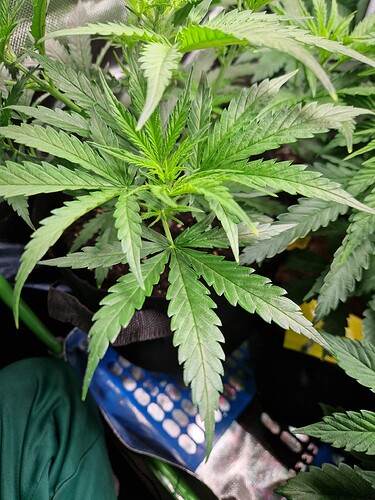 Growreport Bild 7