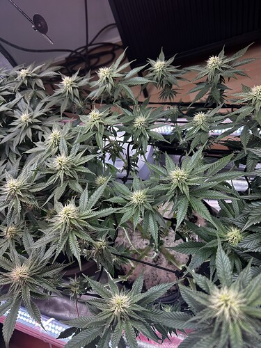 Growreport Bild 18