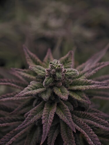Growreport Bild 10