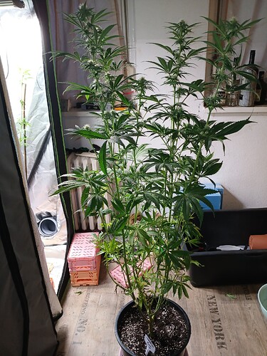 Growreport Bild 20