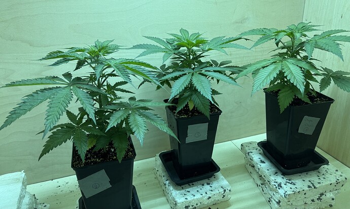 Growreport Bild 2