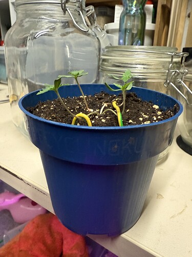 Growreport Bild 43