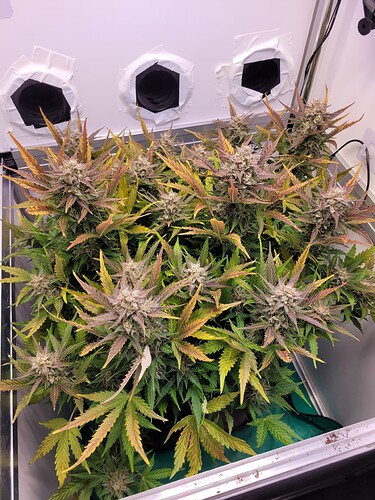 Growreport Bild 1