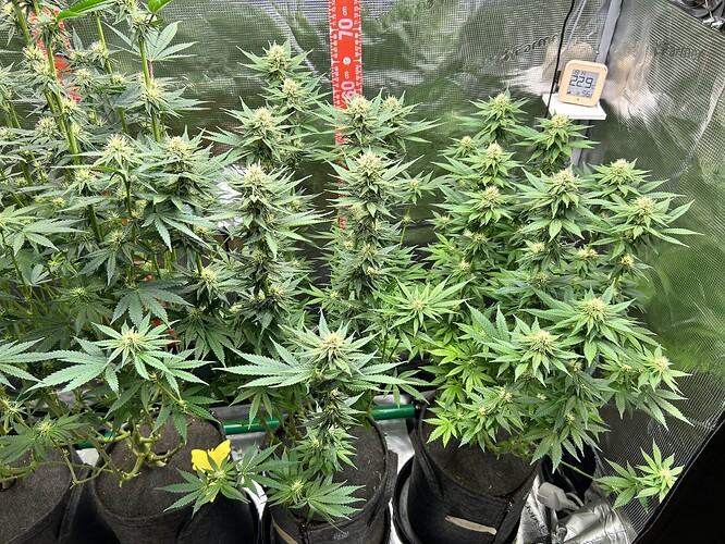 Drei Cannabis-Pflanzen in Stofftöpfen in einem Growzelt während der Blütephase, mit einem Hygrometer und einem Messstab im Hintergrund.