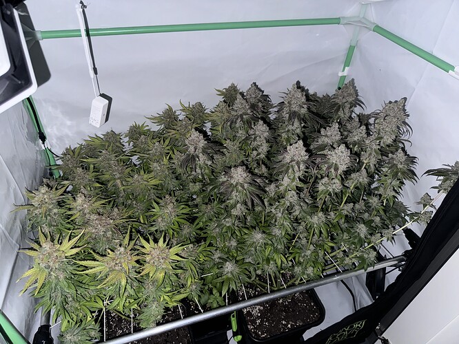 Growreport Bild 31