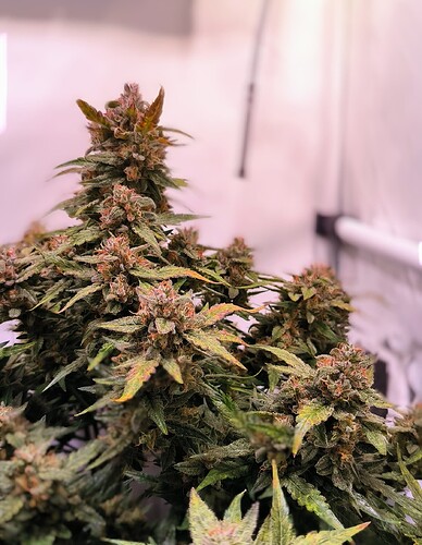Growreport Bild 7