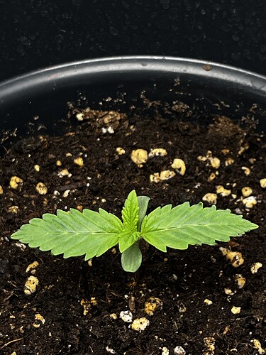 Growreport Bild 3