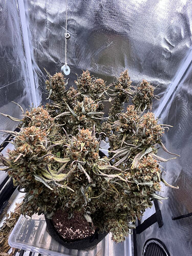 Growreport Bild 5